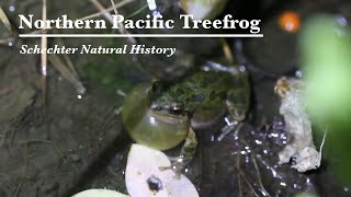 Northern Pacific Treefrog Calling [upl. by Scales]