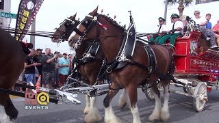 Budweiser Clydesdales Horses  Daytona Bike Week 2019 [upl. by Oiretule]