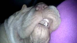 Our Shar Pei Snoring [upl. by Trawets658]