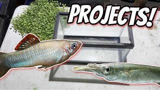 Let’s set up a New Halfbeak Breeding Tank and New DIY Fry tank Unboxing more Fish From Dan’s Fish [upl. by Ivek404]