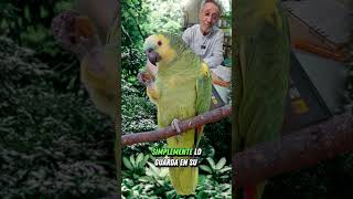 Por qué los loros hablan 🦜shorts curiosidades loro [upl. by Garbe45]