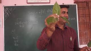 एक बीजपत्री एवं द्वि बीजपत्री पौधे को कैसे पहचाने  How to identify Monocot and dicot plants [upl. by Eloise]