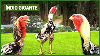 Descubra TUDO SOBRE o GALO Índio Gigante TAMANHO CARACTERÍSTICAS e CUIDADOS [upl. by Eittol]