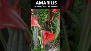 Amarilis ¿Cuándo aplicar ABONO hippeastrum amaryllis lirios [upl. by Yggep]