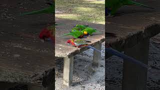 Crimson Rosella Up Close With Rainbow Lorikeets 🌹🦜 australianbirds colorfulbird parrot [upl. by Mallis911]