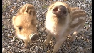 Get Some Healing While Watching Baby Boars  Kritter Klub [upl. by Gustafsson]