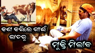 କଣ କରିଲେ ଗାଈଁ ଲାତରୁ  ମୁକ୍ତି ମିଲିବ  Farming in Odisha [upl. by Tfat]