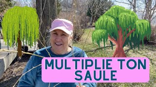 Comment multiplier un saule  capsule horticole [upl. by Evslin]