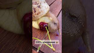 Snail vs cherries 🍒 Улитка и черешня ❤️ [upl. by Dorr]