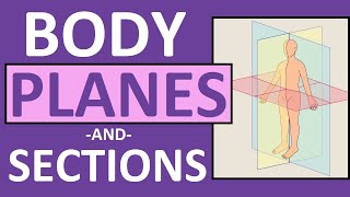 Body Planes and Sections Frontal Sagittal Oblique Transverse  Anatomy and Physiology [upl. by Melburn]