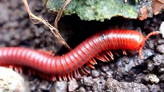 Kaki seribu Luwing Millipede [upl. by Amity]