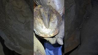 Farrier bursts abscess on horses hoof [upl. by Elbas]