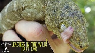 LEACHIANUS GECKOS IN THE WILD PART 1  Rhacodactylus Leachianus  New Caledonia 2018 [upl. by Onibas]