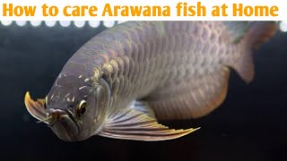 How care Arawana fish at home  Arawana fish  crazyindianstreet [upl. by Llieno]