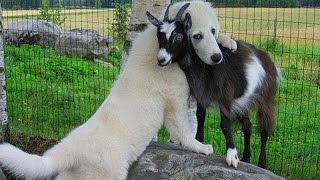 Cute Puppy Goat Compilation [upl. by Albright]