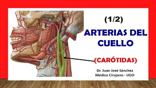 🥇 ARTERIA CARÓTIDA Y SUS RAMAS ¡Fácil y Sencillo [upl. by Accebber903]