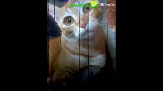 cat sleeping vs awake mode🔥 share shortsfeedcat subcribe fyp edit [upl. by Stagg544]