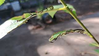 sawfly larvae on willow [upl. by Aiuqat]