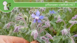 Borretsch  Ganze Pflanze  070918 Borago officinalis  essbare Wildkräuter sammeln [upl. by River712]