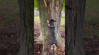 Training a Mountain Cur Squirrel Dog dogtraining treeingsquirreldog [upl. by Nerb]