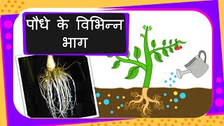 Science  Parts of the Plant  Hindi [upl. by Eidnam]