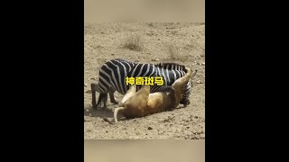 斑馬與母獅的強勢對決解說版動物世界 野生動物零距離 [upl. by Solomon206]