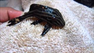 Pleco Care amp Info Hypostomus Plecostomus [upl. by Suoirtemed]