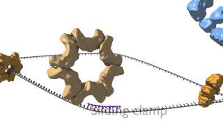 DNA Replication [upl. by Shriner]