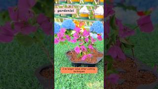 How To Propagate Bougainvillea Plant from cuttingspropagation bougainvillea shorts gardening [upl. by Hylton]