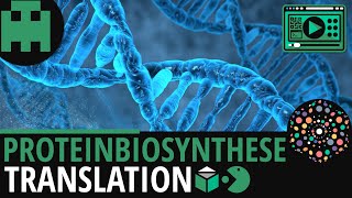 Proteinbiosynthese  Translation│Biologie Lernvideo Learning Level Up [upl. by Belding205]