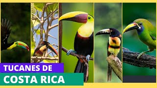 Las fascinantes especies de tucanes de Costa Rica [upl. by Lombardi]