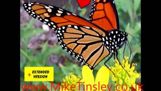 Mike Tinsley Butterfly [upl. by Aiem659]