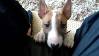 Mini bull terrier pup going mad [upl. by Amrac]