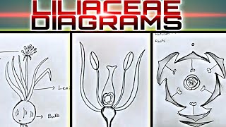 How to draw LILIACEAE Diagrams useful for practical exams [upl. by Magnus234]