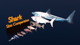 🦈Shark size comparison  3D Animation [upl. by Neemsay]