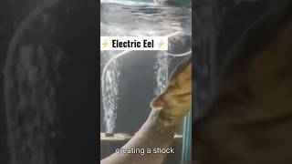 How Powerful is an Electric Eels Shock Can this shock kill a human shorts [upl. by Ailuj32]