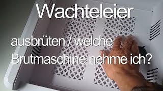 Wachteleier ausbrüten Welche Brutmaschine nehme ich [upl. by Lledor]