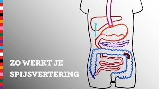 Hoe werkt je spijsvertering  Voedingscentrum [upl. by Eintihw673]