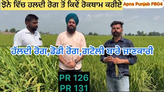 ਝੋਨੇ ਵਿੱਚ ਹੱਲਦੀ ਰੋਗ ਡੋਡੀ ਰੋਗ ਬਾਰੇ A to Z ਜਾਣਕਾਰੀ  Rice 🌾 Flase Smut  paddy Sahibsandhu5911 [upl. by Neron]