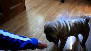 Shar pei adiestramiento [upl. by Wieche154]