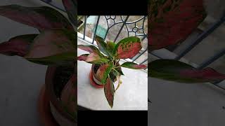 aglaonema houseplants indoorsplants with multiplecolors [upl. by Roath]