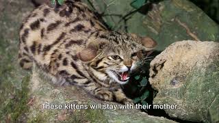 The BlackFooted Cat Natures Tiny Hunter [upl. by Monteria242]