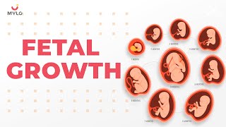 Know How Baby Growing In The Womb 0 To 9 Months  Pregnancy Process 0 To 9 Months  Mylo Family [upl. by Le164]