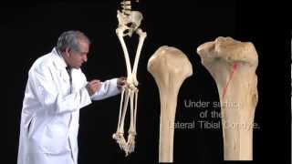 Lower Limb Fibula  Anatomy Tutorial [upl. by Cone888]