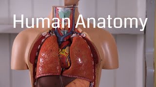 Basic Human Anatomy for Beginners [upl. by Neetsirk610]