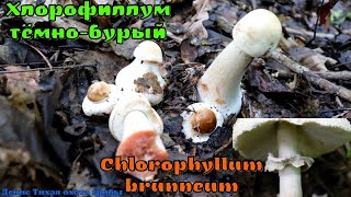 Опасный двойник зонтика краснеющего ХЛОРОФИЛЛУМ ТЁМНОБУРЫЙ Chlorophyllum brunneum [upl. by Atiekram]