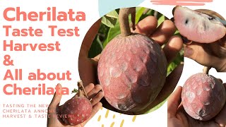 Cherilata Annona Fruit  Harvest amp Taste Review  All About the Cherilata Annona Hybrid [upl. by Ydnolem]