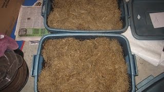 Vermicomposting with Grass Thatch  Update [upl. by Yssac4]