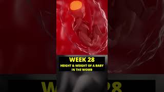 28 weeks pregnant  7 months of pregnancy  baby growth in pregnancy  week by week pregnancy [upl. by Larual]