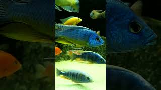 Protomelas spilonotus tanzania aquarium cichlid cichlids malawi malawicichlids haplochromis [upl. by Eniretac769]